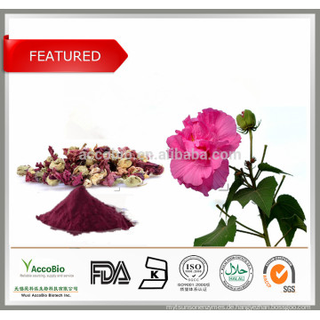 Hohe Qualität 100% Natur Hibiscus Flower Extract 10: 1 Bulk-Pulver